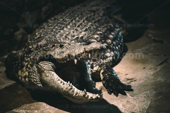 Crocodile with Open Jaws