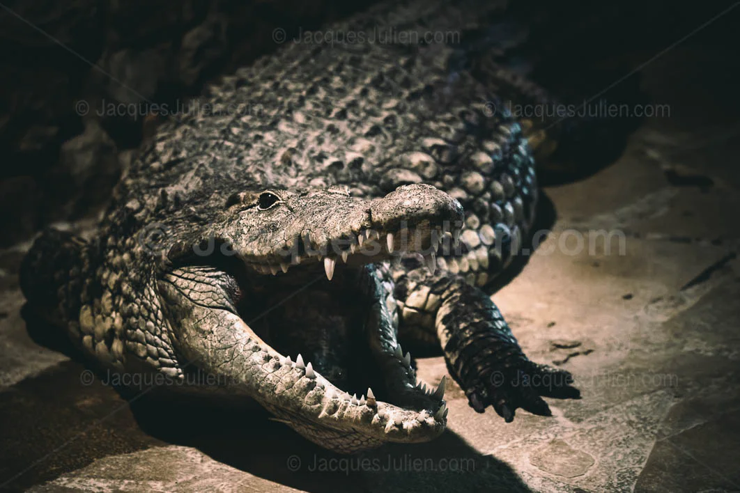 Crocodile with Open Jaws