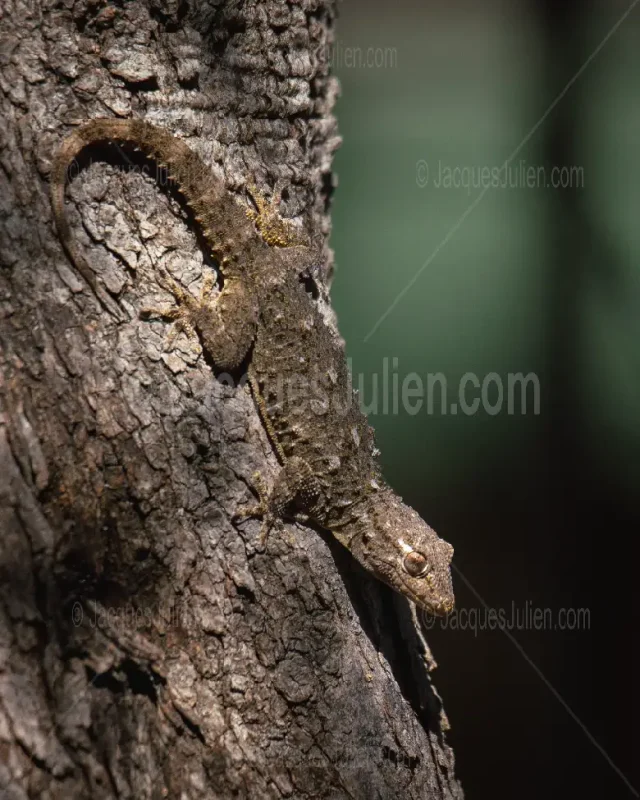 Brown gecko perfectly camouflaged on rough tree bark, mimicking wood texture with mottled scales
