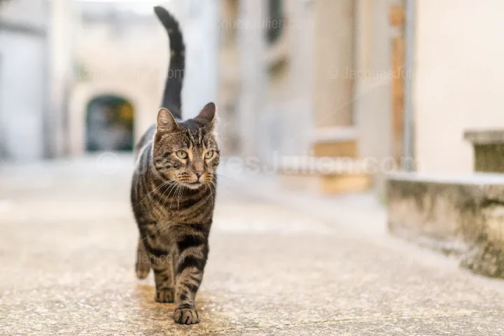Chat tigré en balade urbaine
