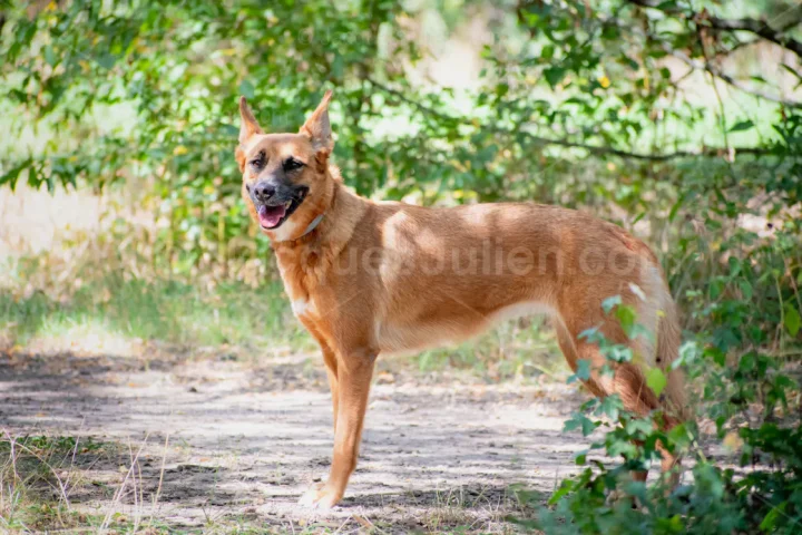 Berger Belge Malinois