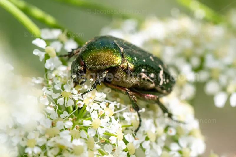 scarabée vert butinant une fleur blanche