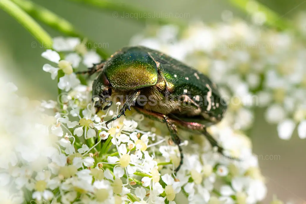Green rose chafer