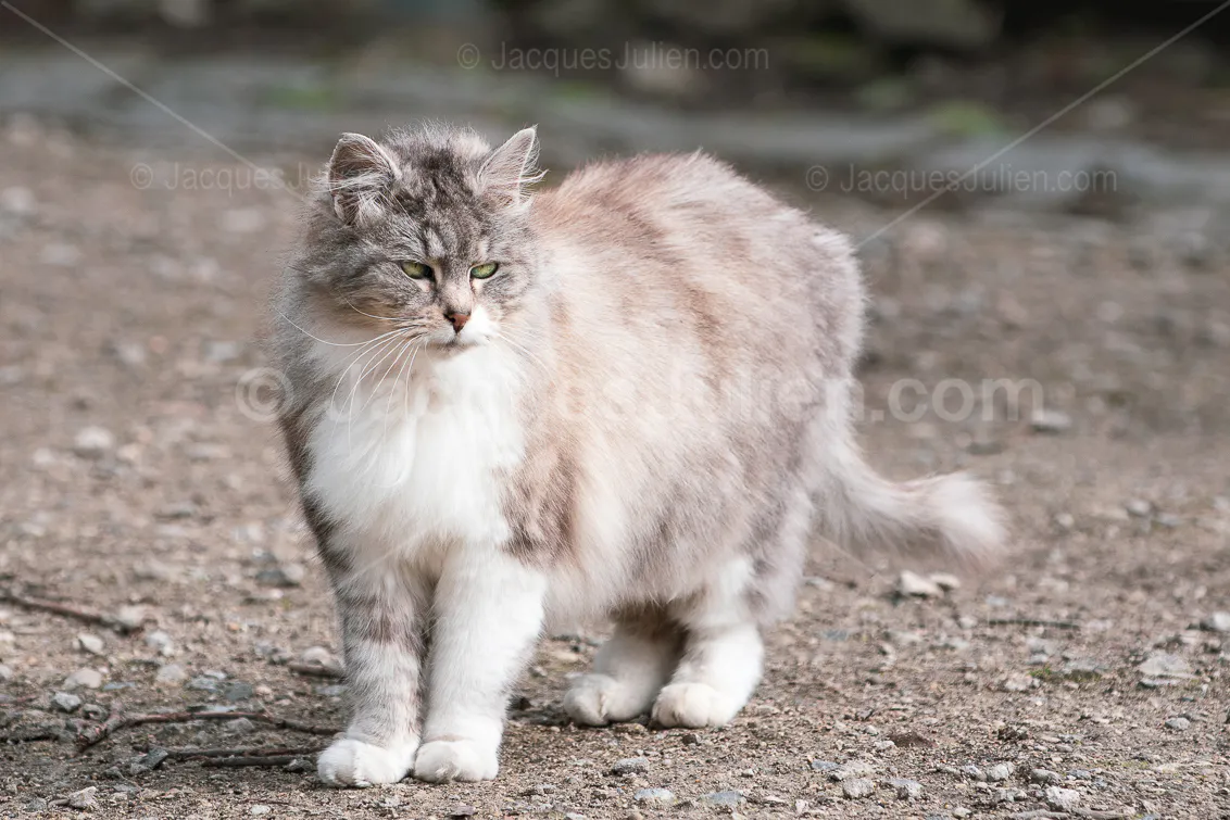 Chat tigré à poils longs et pelage duveteux debout sur de la terre en extérieur