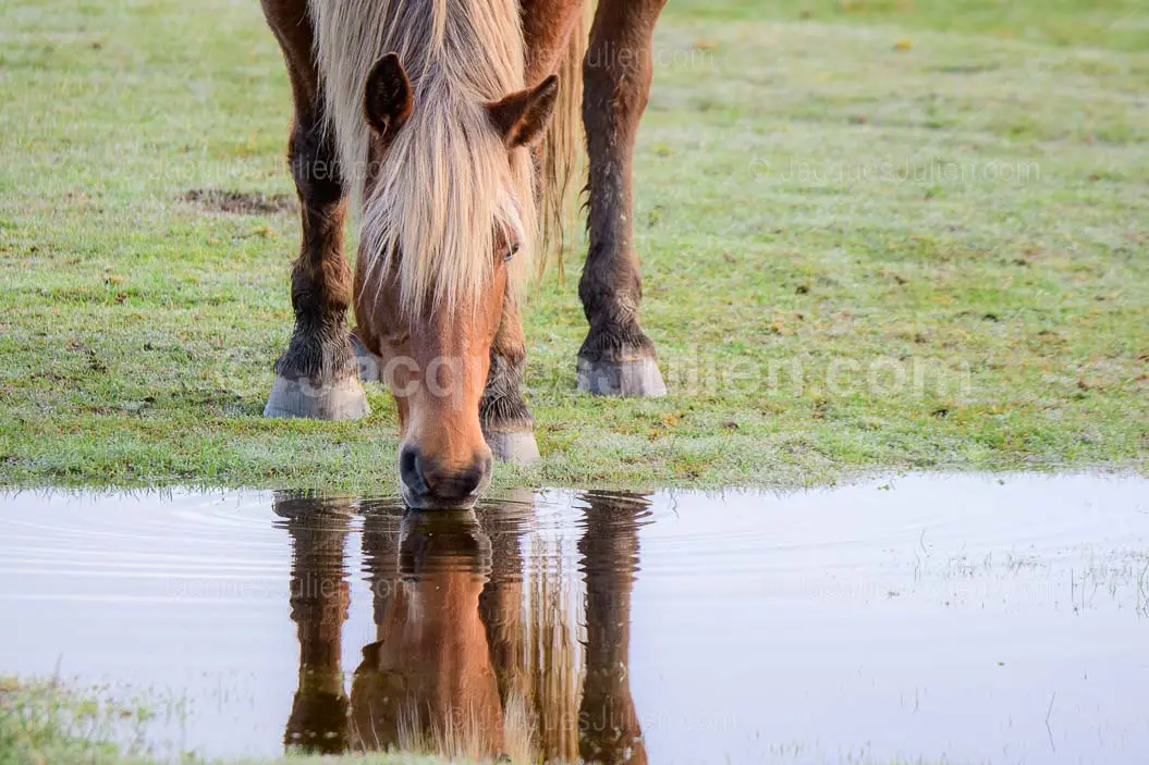 Comtois Draft Horse