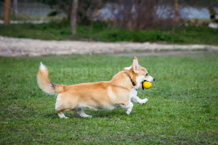 Playful Fawn and White Corgi