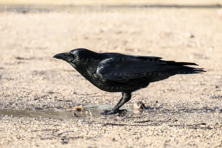 Crow Drinking in a Puddle – Stock Photo
