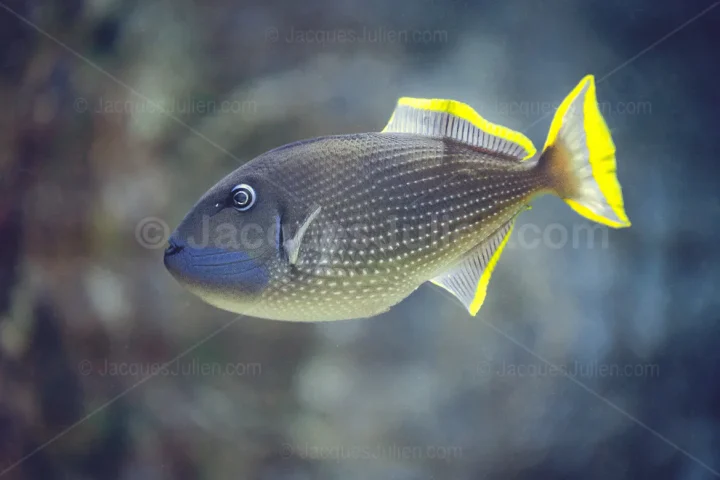 Gilded Triggerfish Underwater