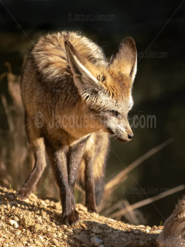Bat-eared Fox