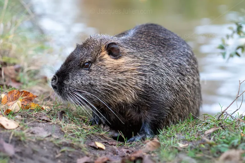 A wild nutria (Myocastor coypus) rests on a grassy riverbank surrounded by autumn leaves, its dense wet fur and prominent whiskers captured in sharp detail.