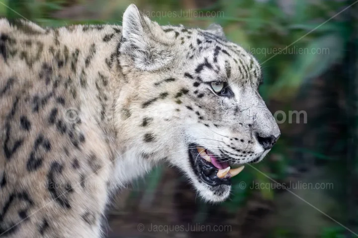Snow Leopard Portrait