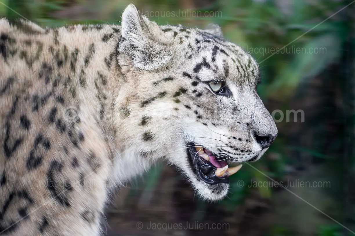 Snow leopard with mouth open showing teeth in profile against green blurred background