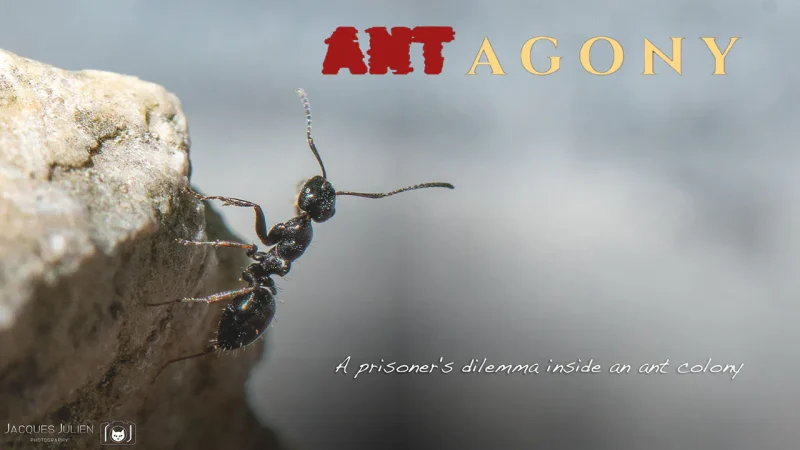ANTagony — indie game based on the prisoner's dilemma inside an ant colony