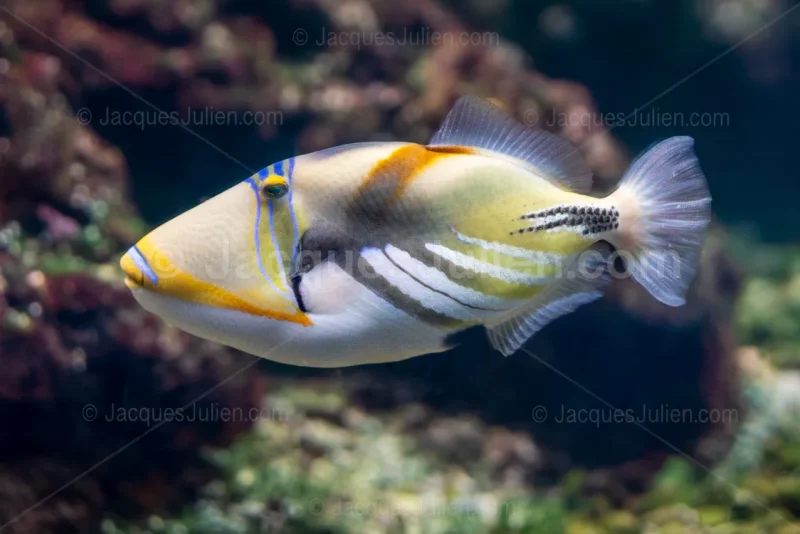 Picasso triggerfish colorful reef fish tropical ocean