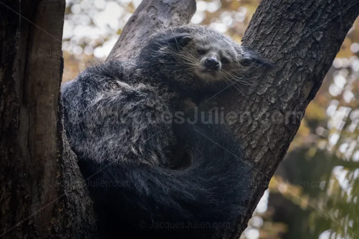 Bearcat – Arctictis binturong