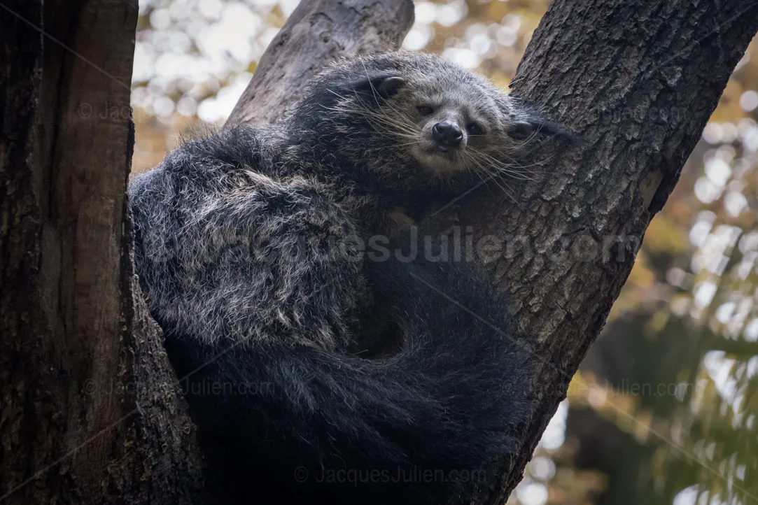 Binturong au pelage noir agrippé au tronc d'un arbre avec ses griffes