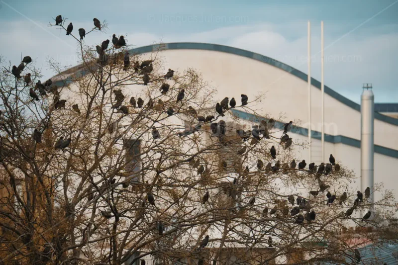 large group of starlings on a tree