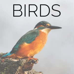Kingfisher with turquoise and orange plumage on perch with BIRDS text - access to ornithological media library