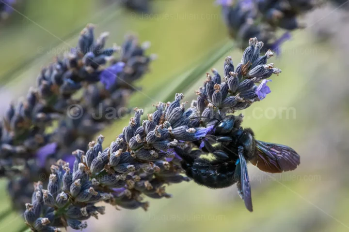 Black Carpenter Bee