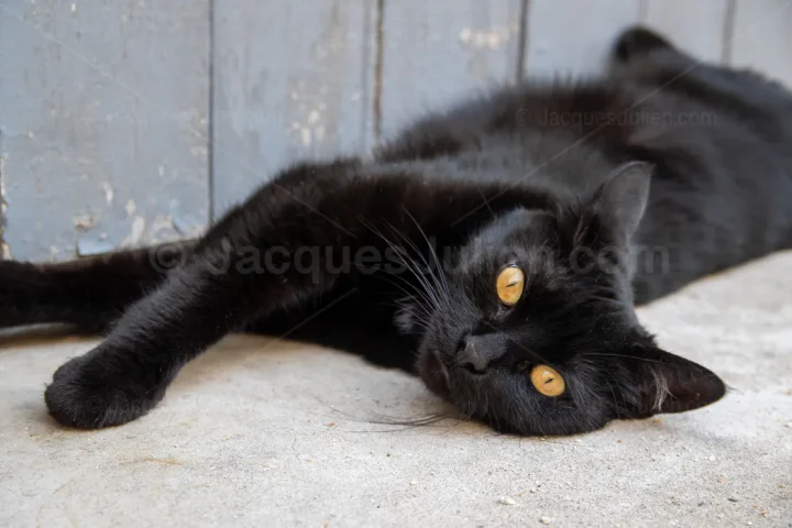 Jeune chat noir allongé
