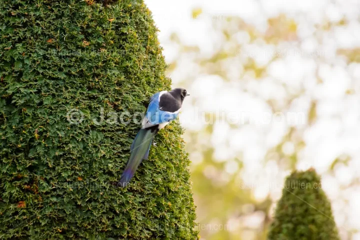 Oiseau bleu (pie) perchée