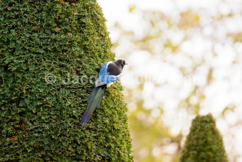 Pie européenne au plumage bleu vif accrochée verticalement sur une haie verdoyante sculptée