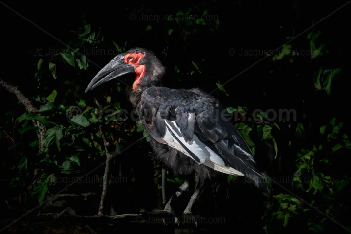 Bucorve du Sud – Cliché ornithologique