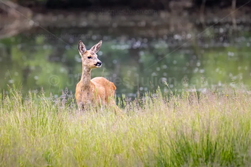 Jeune chevreuil debout dans une prairie d'herbes dorées regardant sur le côté