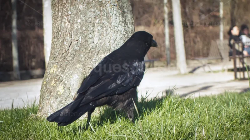 a crow spying people hiding near a tree trunk