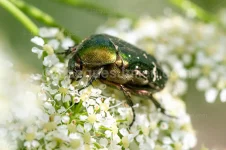 green rose chafer gathering pollen on a white flower