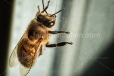 macro photography of a bee isolated on a window