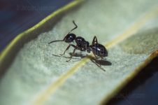 ant symbolism meaning
