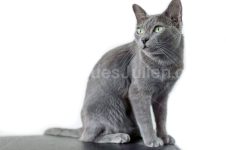 korat grey cat posing on white background