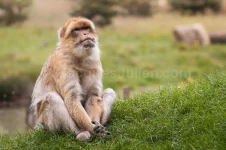 macaque de barbarie méditatif assis dans l'herbe