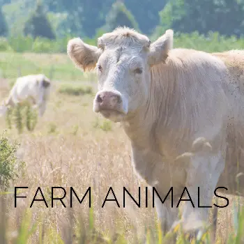 White Charolais cow standing in green pasture with cows grazing in background, banner image for farm animals photography gallery