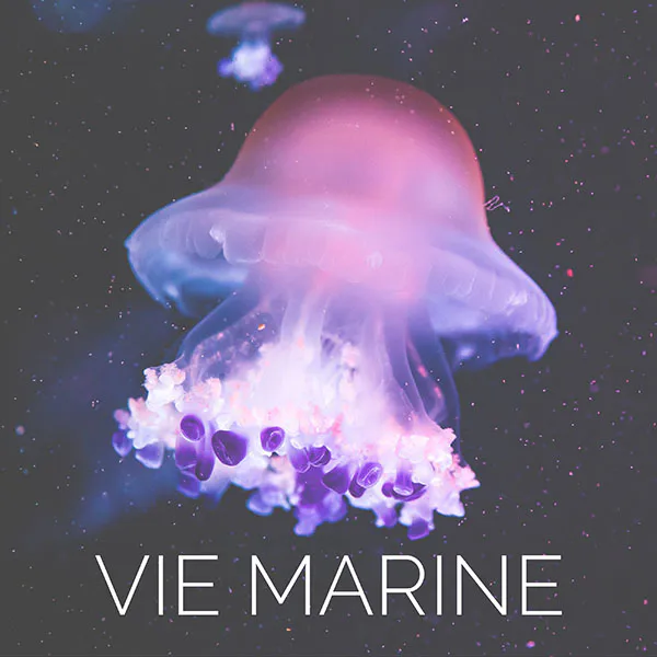 Méduse rose et violette flottant dans l'océan avec texte VIE MARINE - accès à la galerie photo de vie marine