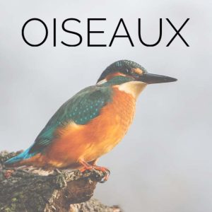 Martin-pêcheur aux plumes turquoise et orange sur perchoir avec texte OISEAUX - accès médiathèque ornithologique