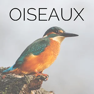 Martin-pêcheur commun posé sur une branche mousseuse — Galerie photographie Oiseaux, image animalière libre de droits
