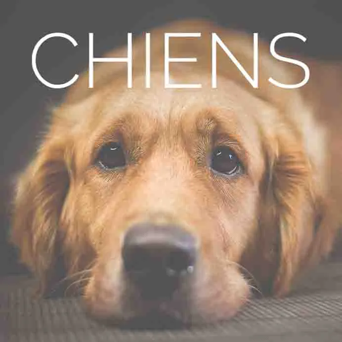 Portrait attendrissant de chien golden retriever avec regard expressif
