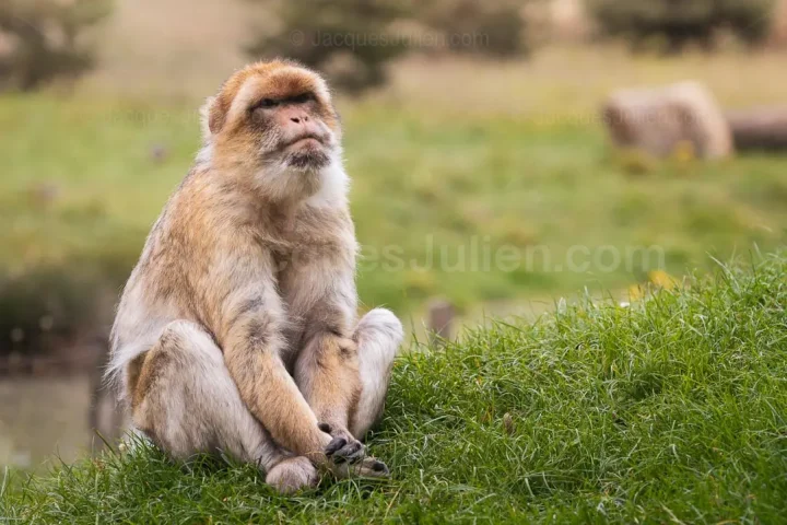 macaque de barbarie méditatif assis dans l'herbe