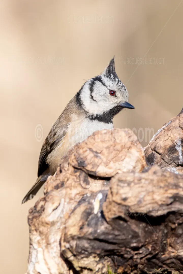 Crested Tit Perched