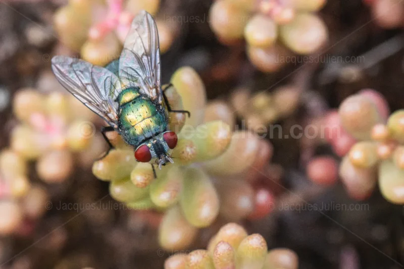 green bottle fly macro insect metallic close-up