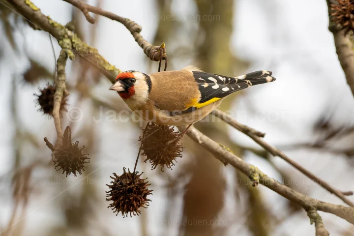 Male Goldfinch Bird