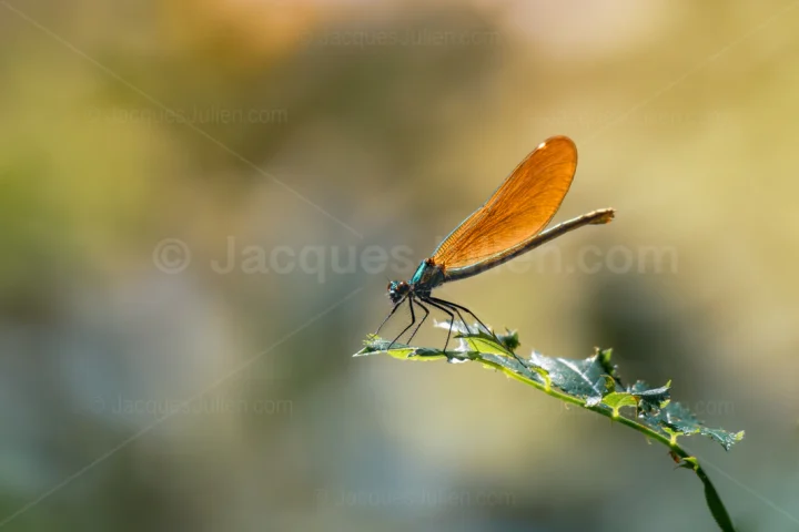 Demoiselle Mnais andersoni