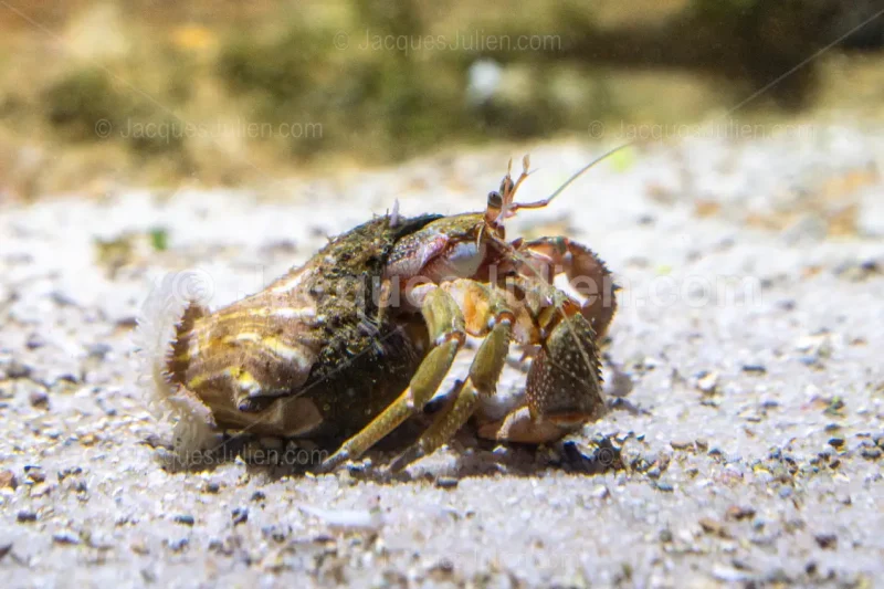 hermit crab underwater seabed macro marine life