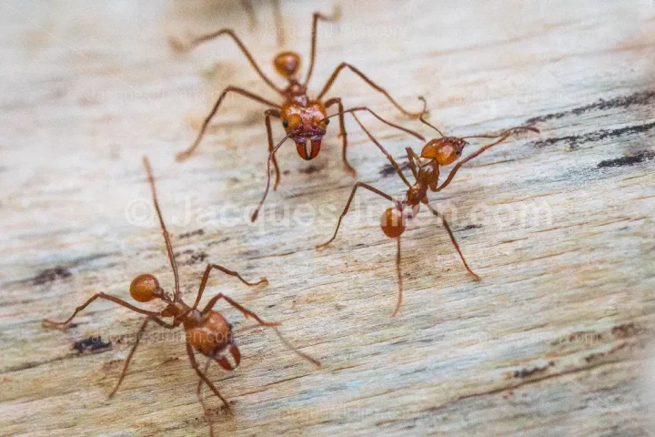 Leafcutter Ant Workers