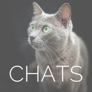 Chat gris aux yeux verts en portrait élégant avec texte CHATS - accès portfolio photographique félin