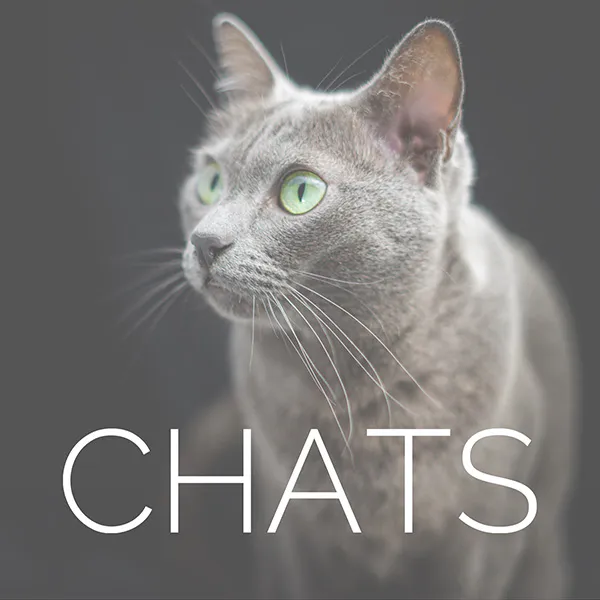 Chat gris aux yeux verts en portrait élégant avec texte CHATS - accès portfolio photographique félin