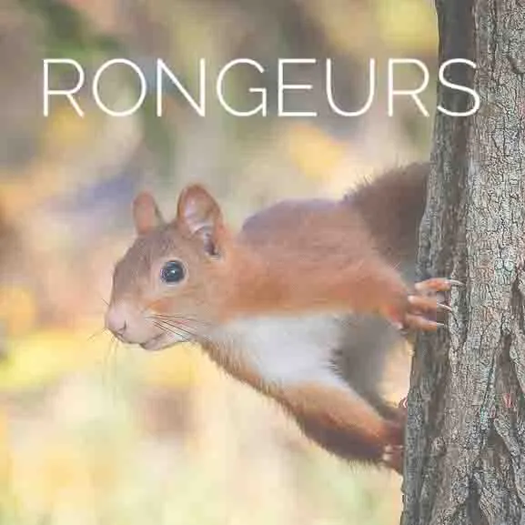 Écureuil roux sur un tronc d'arbre avec texte RONGEURS