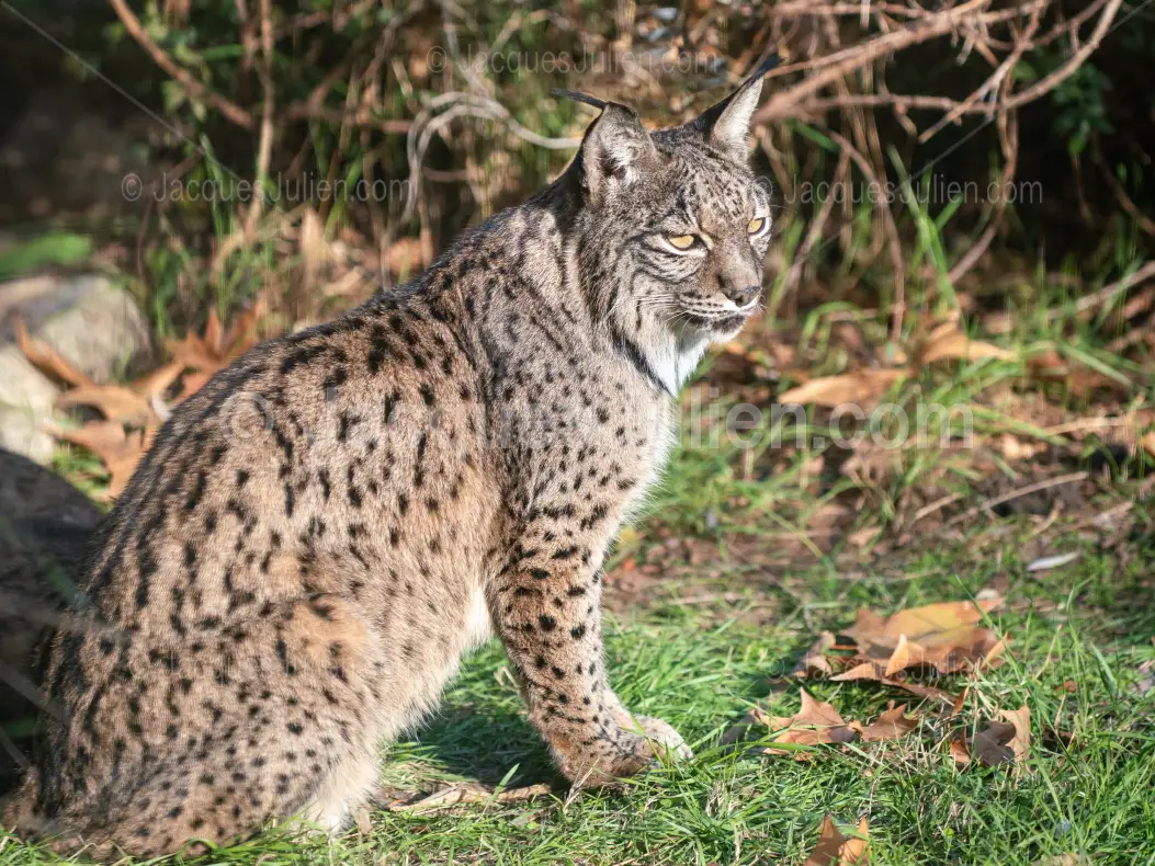 Iberian Lynx in Natural Habitat